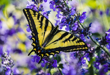 Swallowtail