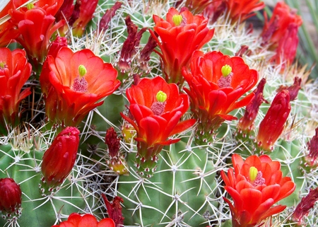 Claret Cups