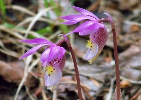 Fairy Slippers