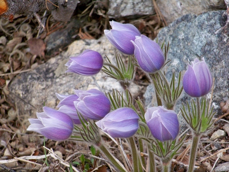 Pasque Flower Bouquet