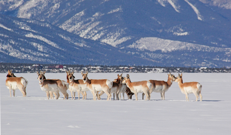 A band of pronghorn
