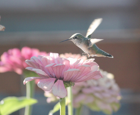 Summer in the garden