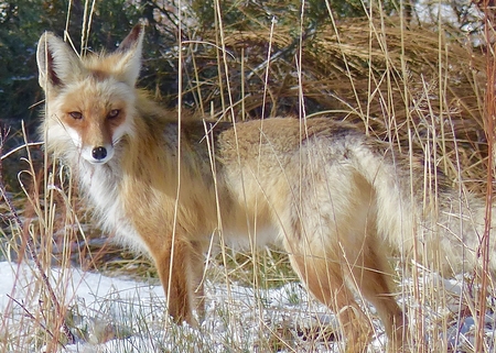 Red Fox