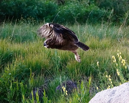 Great Horned Owl in flight
