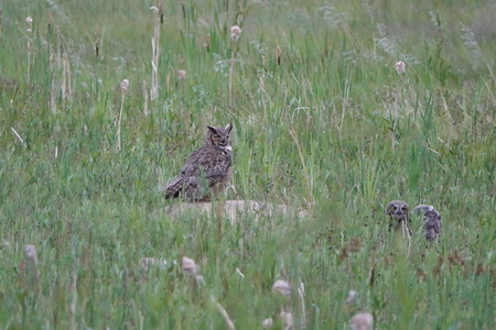 Mother Great Horned Owl and 2 owlets
