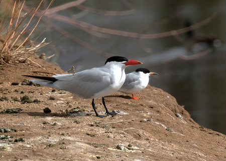 One good tern deserves another: Caspian and Forster's terns