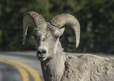 Blocking Traffic
