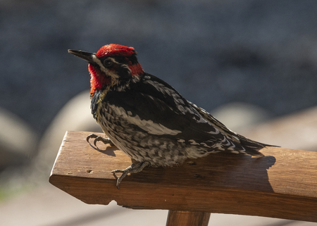 Red-naped Sapsucker, Can You Hear Me?