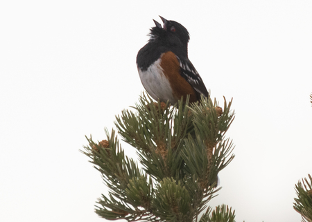 Spotted Towhee 