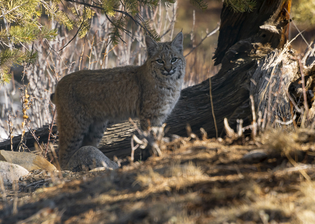 Bobcat
