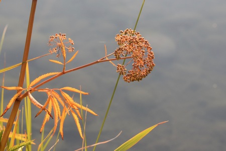 Glow of Early Fall