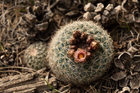 First Bloom