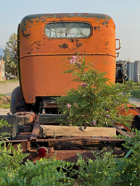 Wild Flowers With an Old Friend