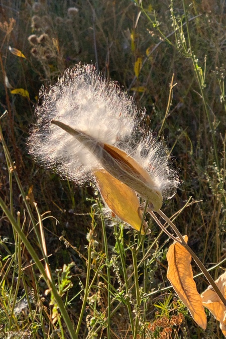 Milkweed Magic