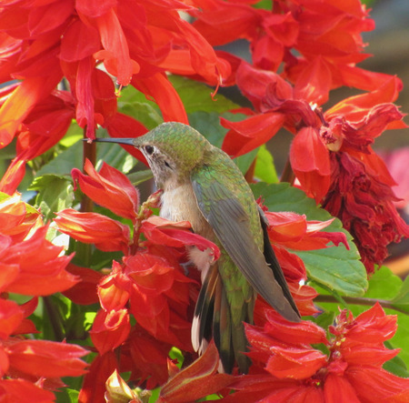 Hummingbird on Salvia
