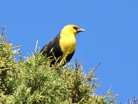 Yellow Headed Blackbird