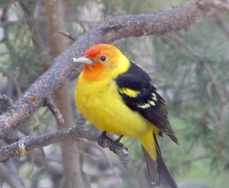 Western Tanager in Tree after eating a mouthful of suet.