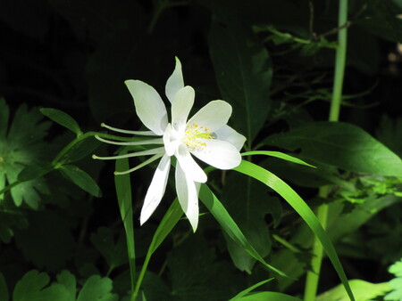 Wild White Columbine