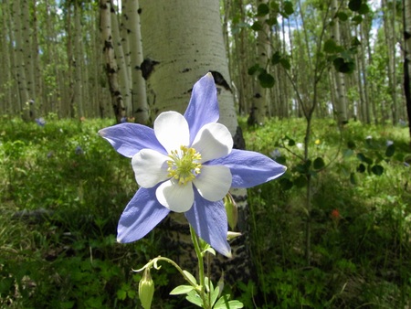 Wild Blue Columbine