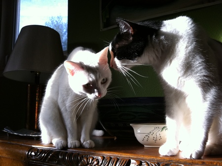 Cleo & CatDude