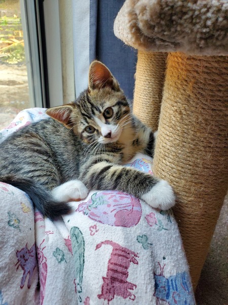 Bela