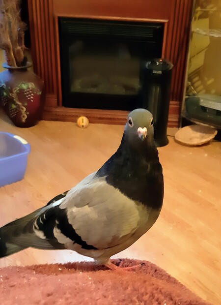 Pidge