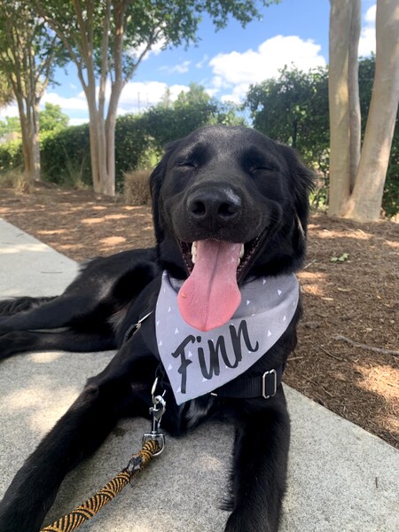 Finn