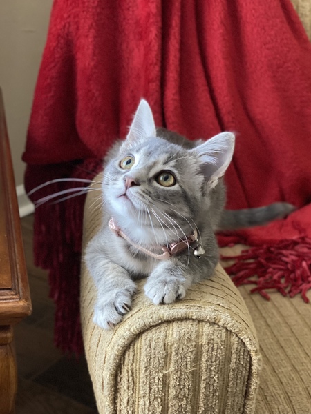 Piper
