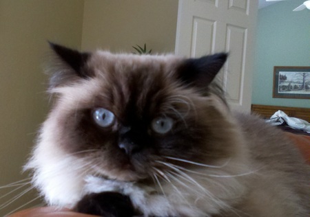 Sophie