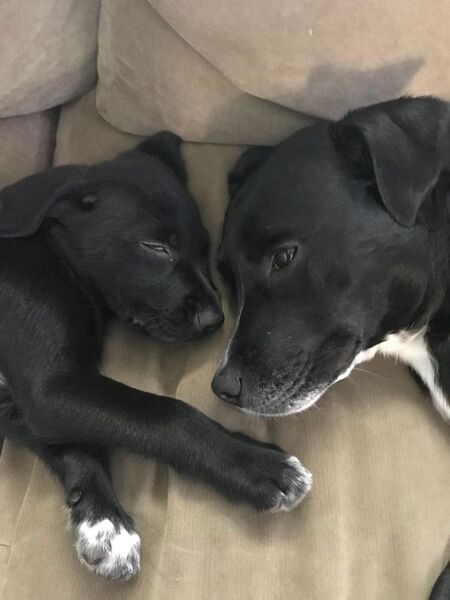 Jazz and Bentley