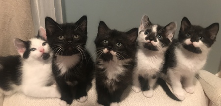 Orca's Kittens