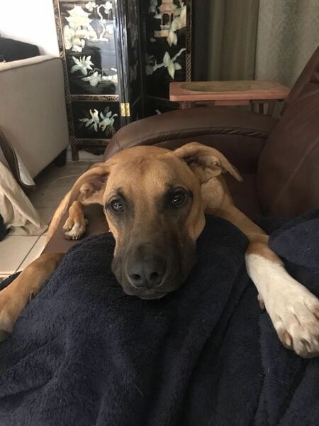 Ringo