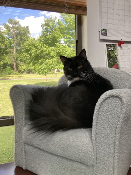 Puddy Tat (aka Cat 5 Hurricane)