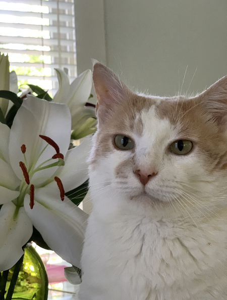Mr. Cookie LE FUZZ