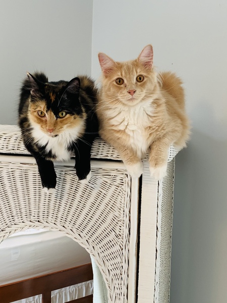 Nutmeg and Moet (Meg and Mo)