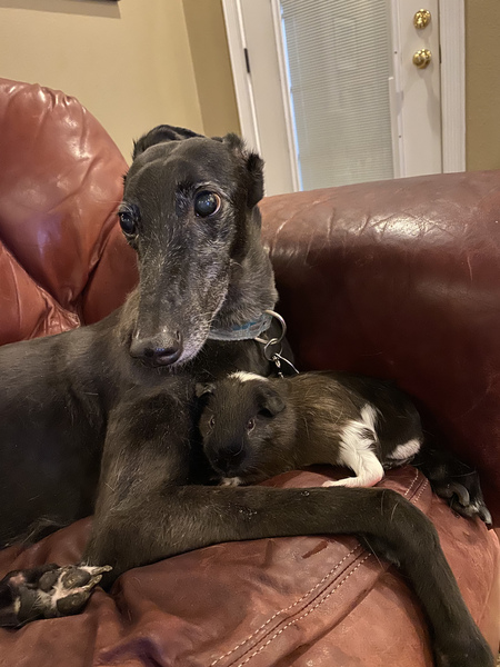 Lark and Peanut Butter