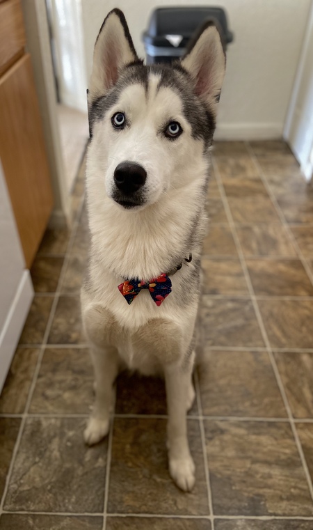 Loki
