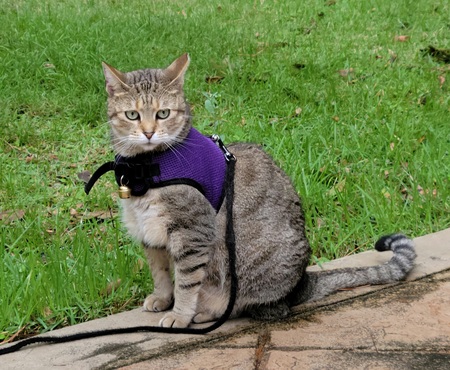 Violet
