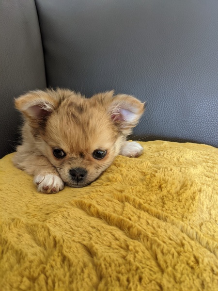 Romeo