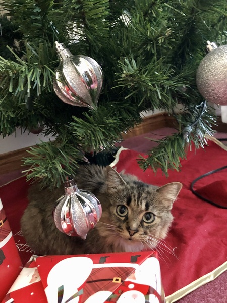 Phoebe