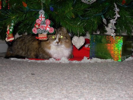 Kitty