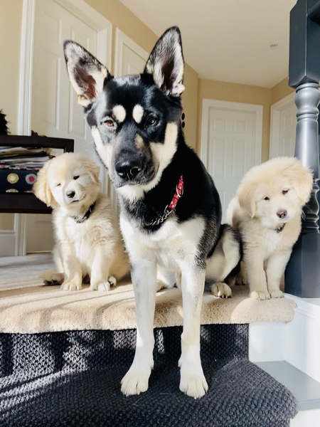 Abigail, Wilbur and Archie