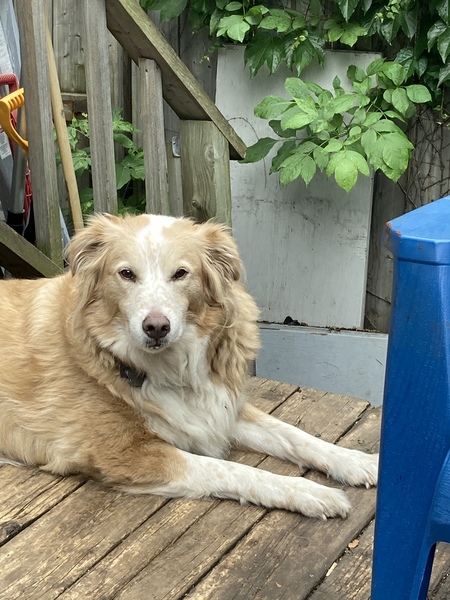 Coda