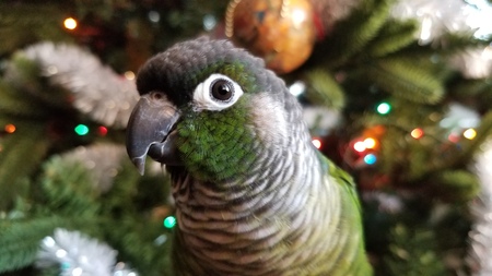 Loki