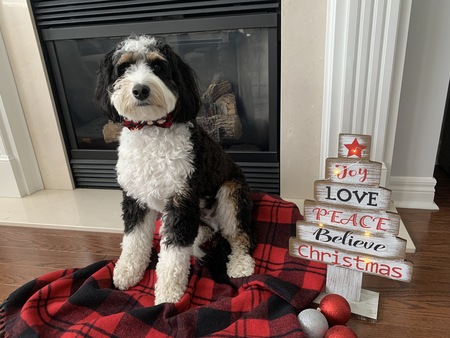 Murray Bear Smith