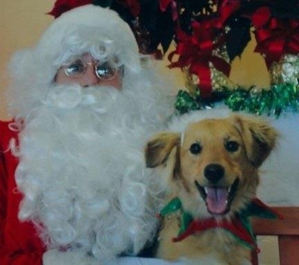 Holly