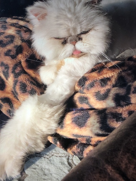 Simba aka Fur Butt 