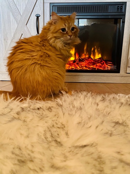 Sunny aka Garfield
