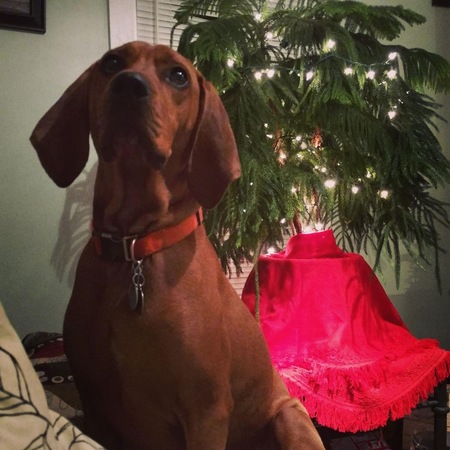 Gus