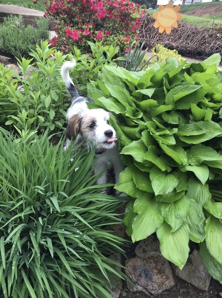 Bella